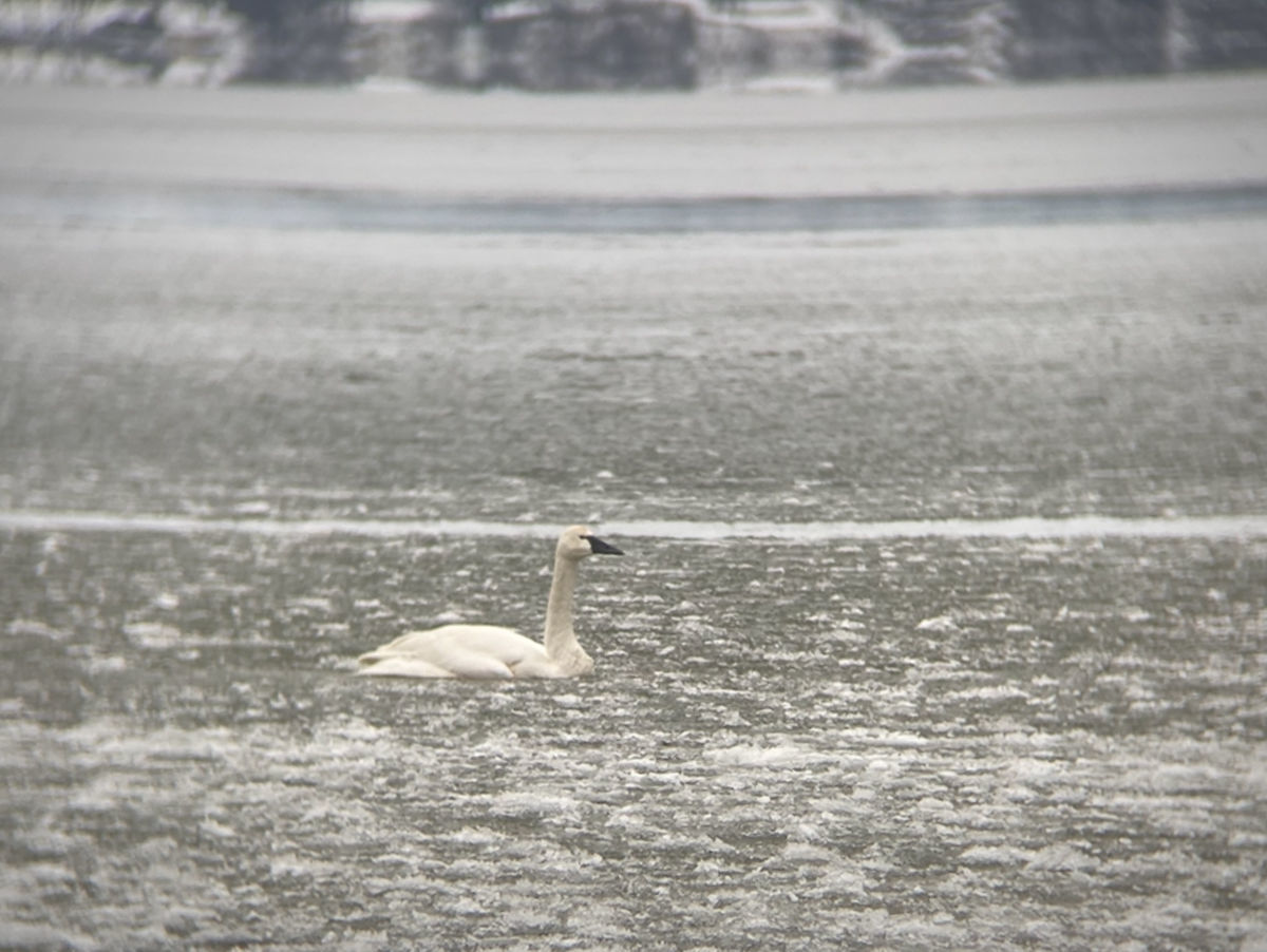 Stranded swan